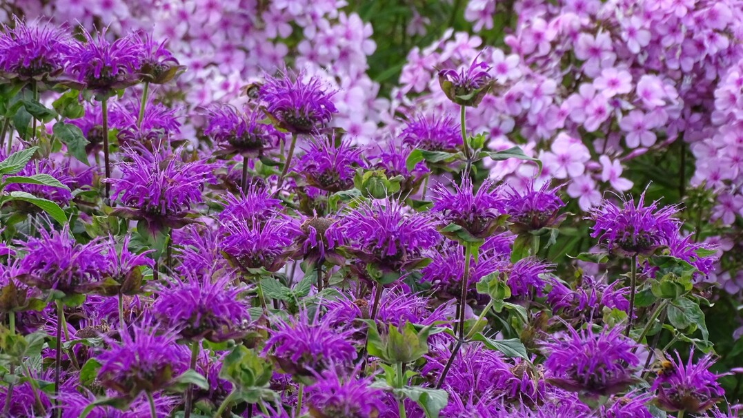Eine leuchtende violett blühende Monarda-Sorte, kombiniert mit Stauden-Phlox.