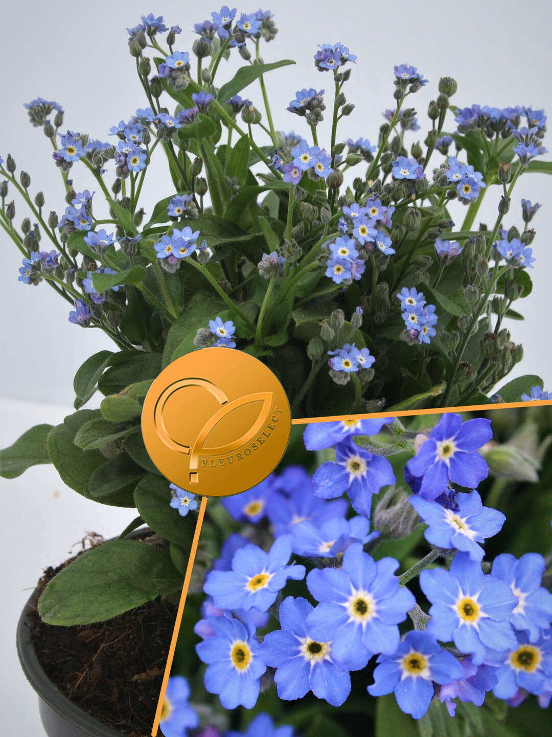   Myosotis alpestris
"Bellamy Blu"
