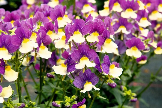 Die <em>Nemesia</em> "Beerenschnute" mit vanille-beerenfarbigen Blten duftet wie Amaretti-Gebck. Auch die Bienen fhlen sich angezogen. Die Pflanzen mit zweifarbigen Blten in Vanillegelb und beerigem Violett blhen von April bis in den Herbst hinein. Sie wachsen rund 30 cm hoch und buschig. Ideal gedeihen die Pflanzen an sonnigen, halbschattigen, windgeschtzten Pltzen.