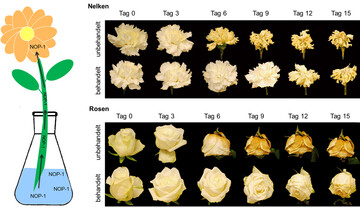Schnittblumen erhalten NOP-1 ber das Giewasser. Rechts: Zeitreihe mit fortschreitender Verwelkung; oben Nelken, unten Rosen. Bei beiden wird das Verwelken um drei bis sechs Tage verzgert.