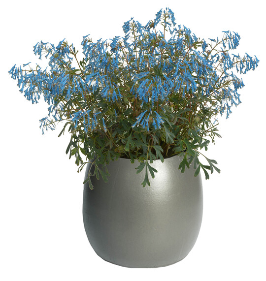 "Corydalis Porcelain Blue ist eine wunderschne, blaue Erscheinung", so die Fachjury. Der lange Dauerblher von Van Woudenberg Garden Plants ist der rechtmige Gewinner der Glastulpe - Gartenpflanze.   