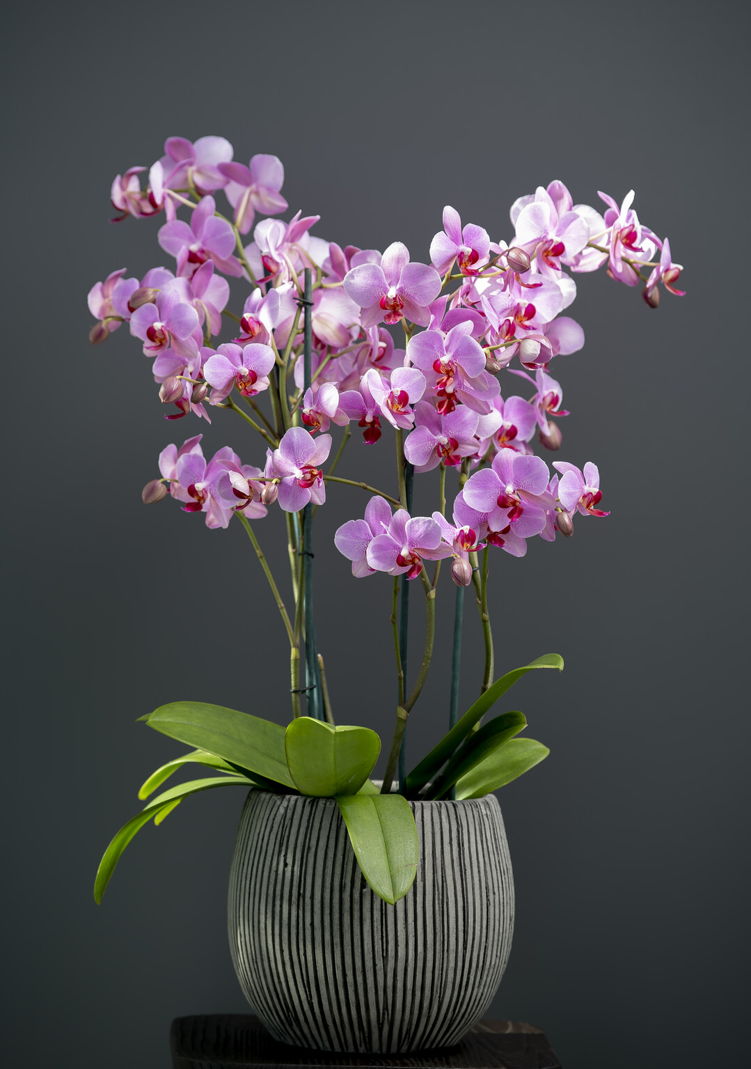 Ter Laak Orchids ist der Gewinner des Glazen Tulp Award in der Kategorie blhende Zimmerpflanze . Es ist sehr schwierig, bei dieser Sorte Innovationen zu schaffen, aber es ist ihnen gelungen!.