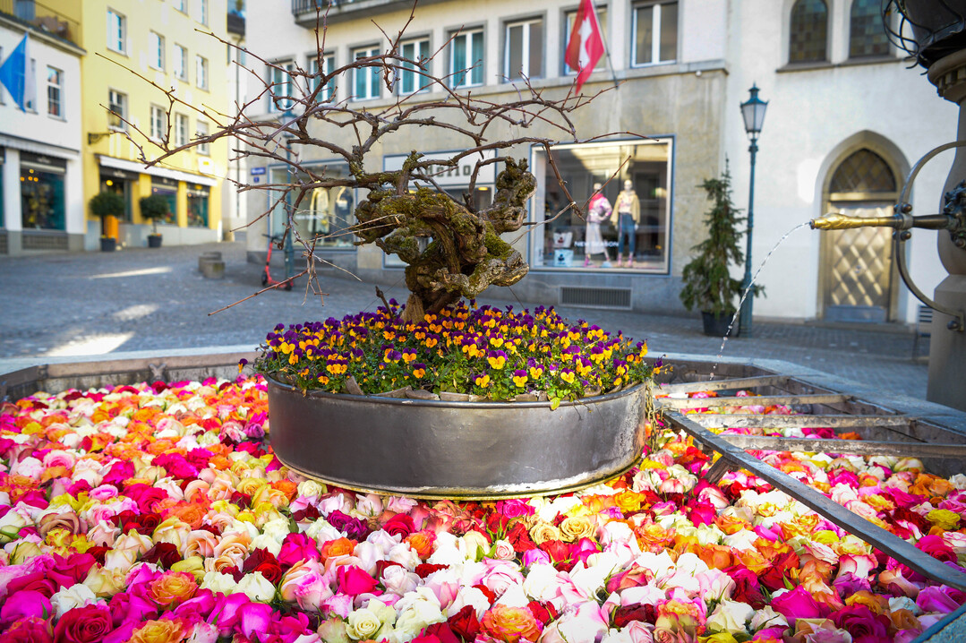   Rosenbrunnen in der Altstadt, 29. Mrz bis 5. April 2021