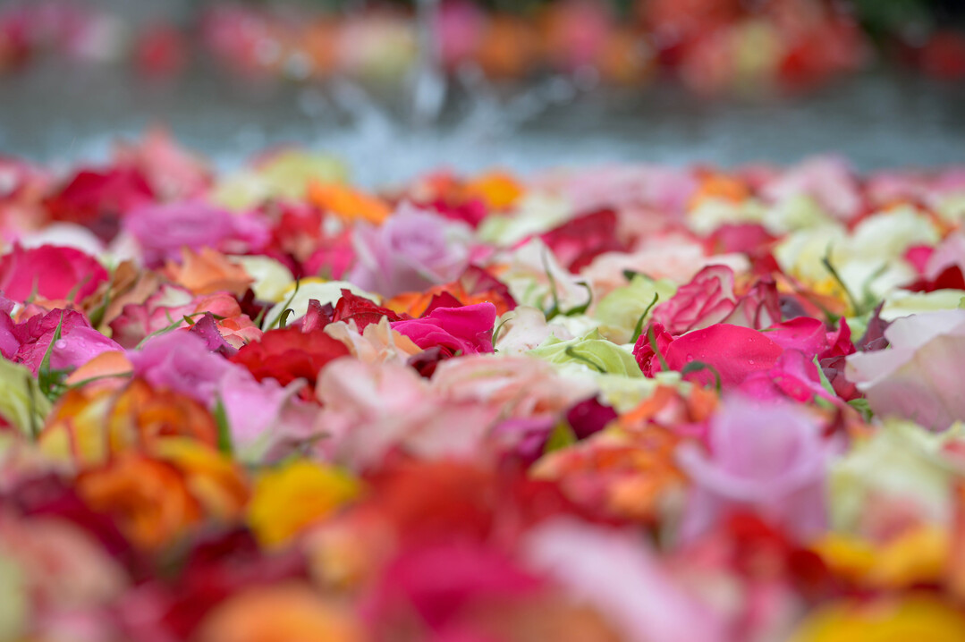   Das Leben, das in diesem Frhling wie Rosen aus den Dornen neu erblhen darf. 