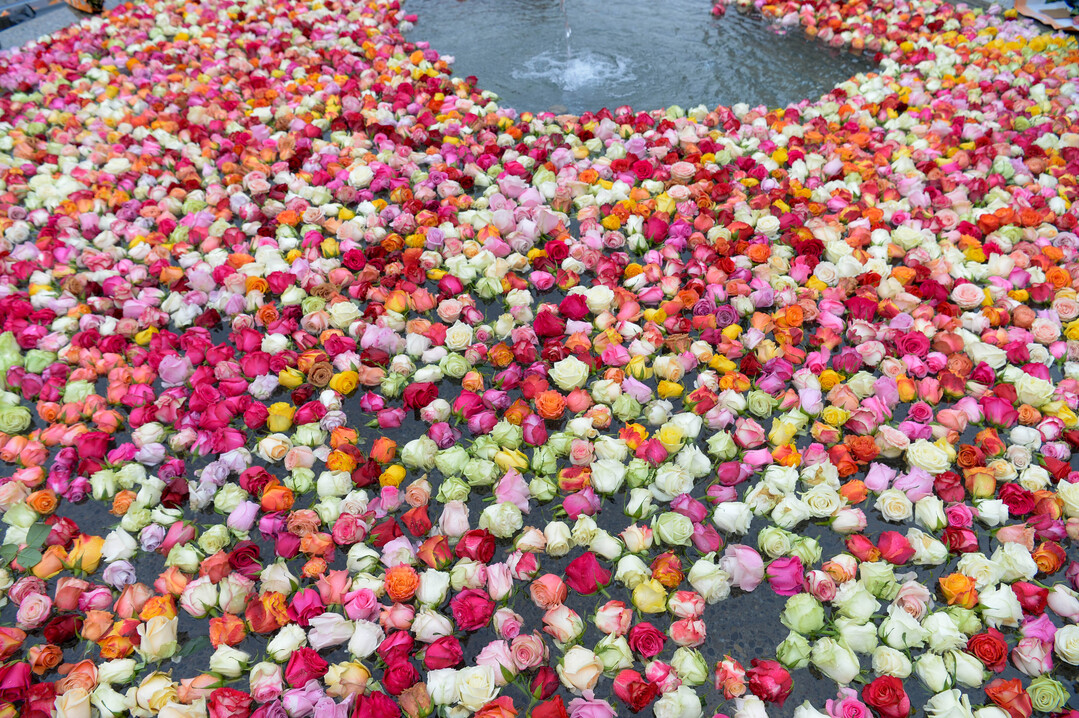   Sieben Brunnen werden mit Rosen geschmckt 