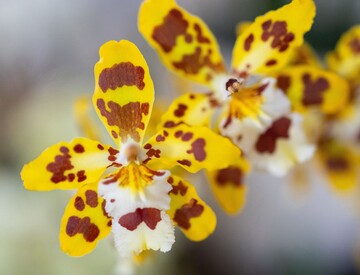 Orchideen begeistern mit spektakulren Farben, aufregenden Formen und exotischen Blten.