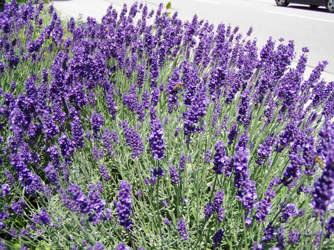 Lavandula angustifolia (Echter Lavendel)  Kein anderer Sommerblher im Topf wird in Deutschland mehr 
verkauft als dieser Halbstrauch, der mit seinem Duft, eigentlich mit seiner gesamten Ausstrahlung all unsere 
Sinne beflgelt. Aus dem Mittelmeerraum kommend, existiert heute eine Vielzahl an Sorten, vorwiegend in Blauviolett, seltener in Wei und Rosa. Fr eine einheitlichMassenproduktion mit satzweisem Anbau dienen stecklingsvermehrte Jungpflanzen. Zum Verkauf kommt hauptschlich eine mittelgroe Topfware im 13-cm bis 17-cm-Topf. Der Absatzzeitraum erstreckt sich von Mai bis in den 
Sptsommer hinein. Das uerst gengsame, trockenstresstolerante Lippenbltlergewchs gilt als exzellente Bienenweide. Pflanzen im Kbel bentigen bei zweistelligen Minusgraden Winterschutz