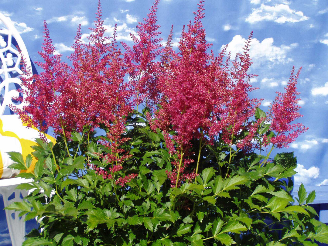 Astilbe x arendsii (Prachtspiere)  die Bltenstaude 
aus der Familie der Steinbrechgewchse nimmt insofern 
eine Sonderstellung ein, da sie als eine der wenigen blhenden Arten selbst im Schatten noch fr einen herrlichen 
Farbtupfer sorgt. Hinzu kommen ihre auergewhnlichen 
Bltenrispen, die sich wie Federbschel ber das gefiederte, glnzend grne Blattwerk erheben. Fr die Kultur 
werden generativ vermehrte Jungpflanzen verwendet, 
etwa aus FastraX-Saatgut hervorgegangen. Die attraktive 
Sommerstaude in Rot, Rosa oder auch in Wei blhend, 
macht als Solist im Kbel eine gute Figur. Sie lsst sich problemlos drauen berwintern.