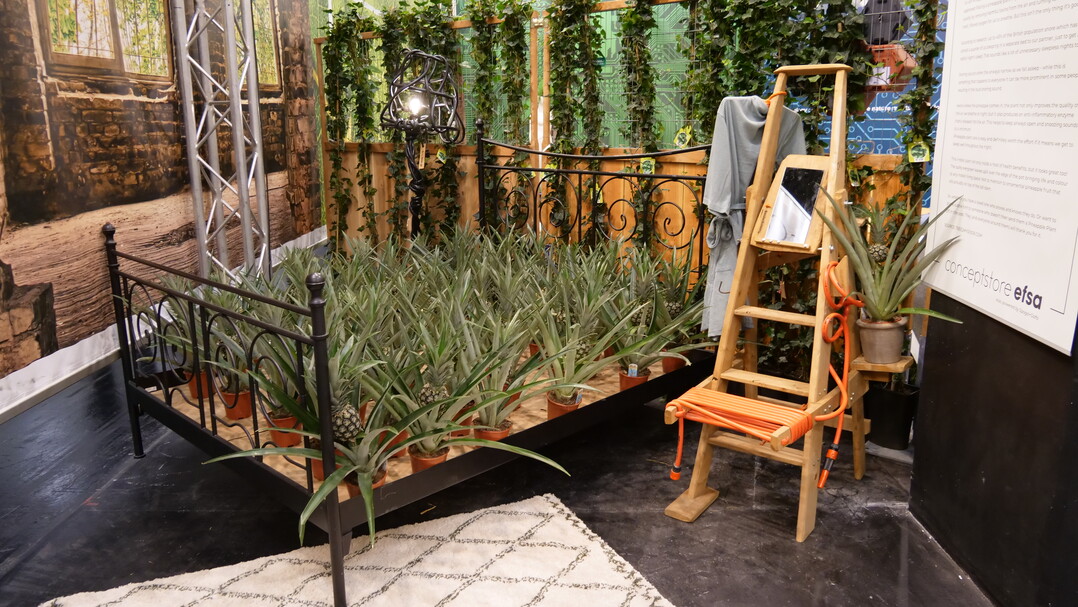 Im efsa-Concept Store: Die Ananas-Pflanze als "Anti-Schnarch-Pflanze" ins Szene gesetzt