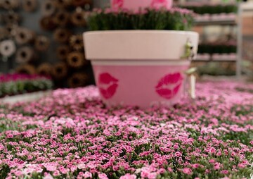 Selecta one untersttzt bereits im fnften Jahr den Absatz seiner Pink Kisses.
