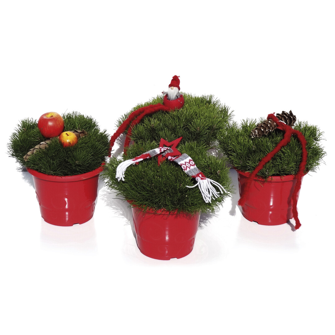 <i>Pinus pumilio</i> weihnachtlich geschmückt von Bremer Pflanzen