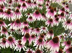 Mit einem dichten Flor aus zartrosa Schirmchen begeistert Echinacea Pretty Parasols.