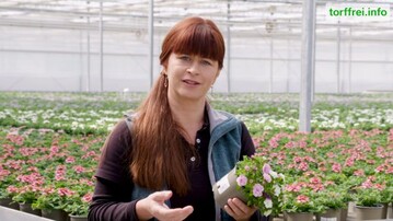 Die beiden Zierpflanzengrtnereien Aflora und Floreco am Niederrhein gehren zu den ersten Gartenbaubetrieben in Deutschland, die bei einigen Zierpflanzen-Arten bereits komplett auf Torf verzichten - und das sehr erfolgreich. Im Bild Sabrina Nitsche mit einer torffrei gezogenen Mini-Petunie der Sorte Trio Petticoat. 