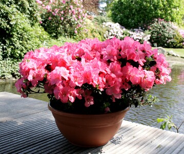 Viele Rhododendren-Sorten werden mit neu entwickeltem Bildetikett in Schalen angeboten und sind somit fr Terrasse und Balkon geeignet.