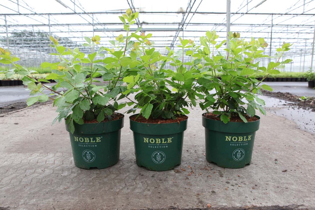 Rhus aromatica Gro-Low Noble von der Baumschule De Nolf erhielt den Florall Award in Silber
