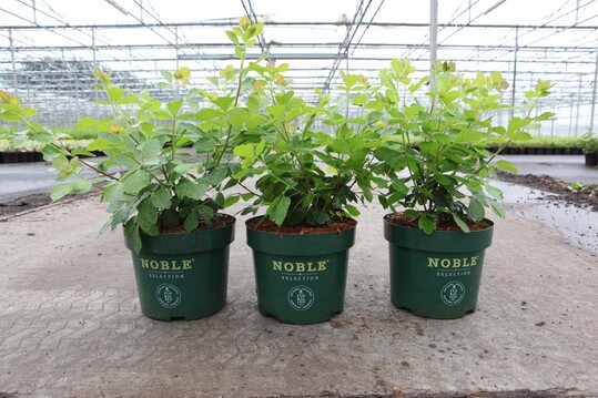 Rhus aromatica Gro-Low Noble von der Baumschule De Nolf erhielt den Florall Award in Silber