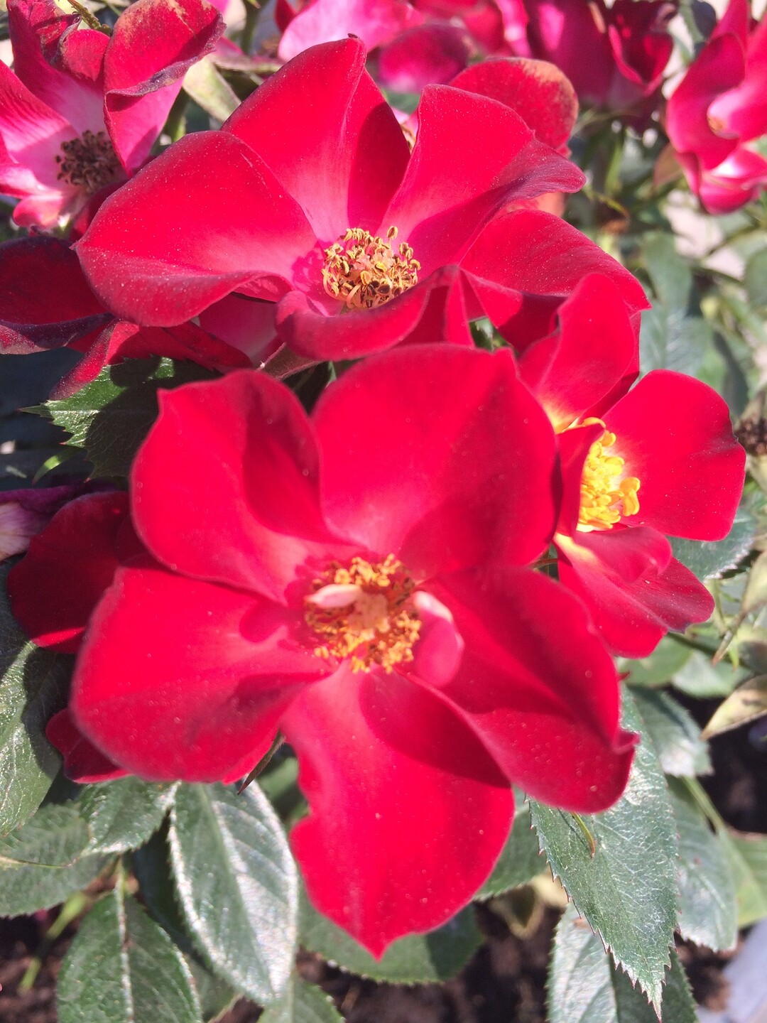 Rosa-Hybride "Rosy Boom Colour Change"