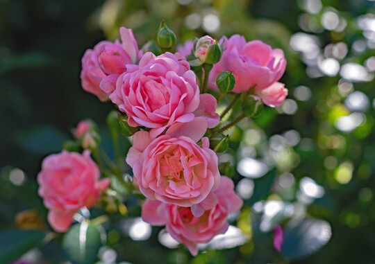 Bei den Rosen werden vor allem duftenden Sorten immer beliebter.