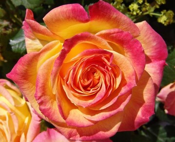 Rose "Gartenspa"