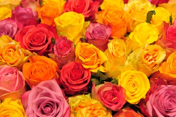 Rosen sind nach wie vor der Inbegriff des blumigen Liebesbeweises am Valentinstag. 