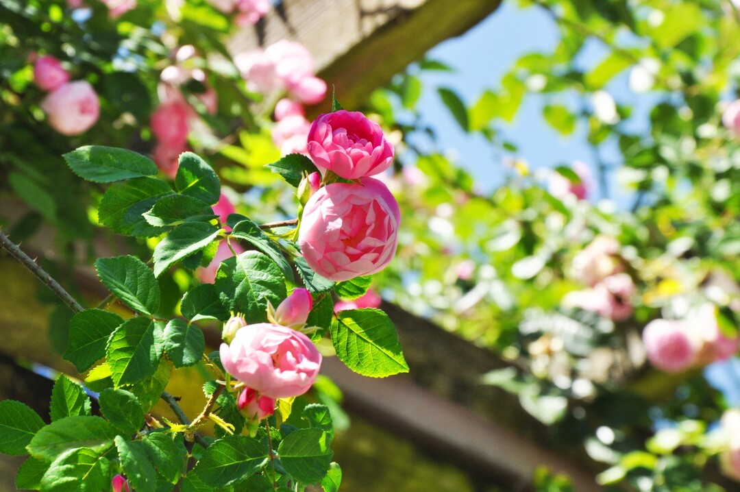 Mainau-Rosenkönigin 2018 ‘Raubritter‘ im Italienischen Rosengarten der Insel Mainau.