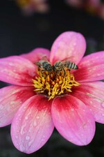 Ungewöhnlich anziehend - auch für Bienen: Die Blüten der "Rockin’Rosi".