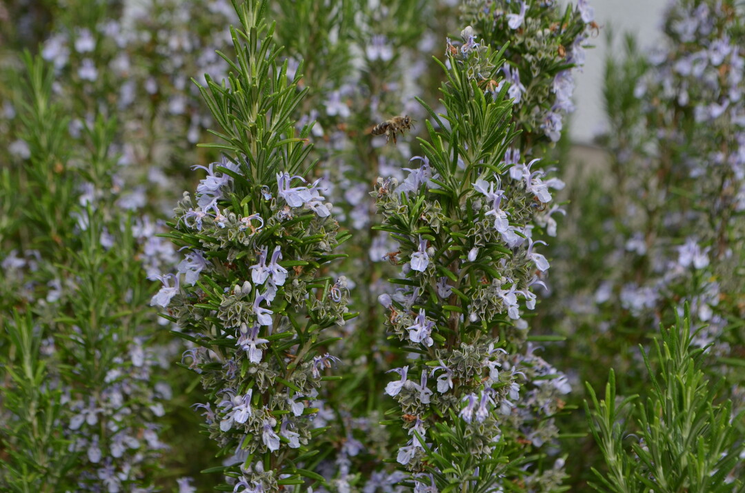 Rosmarin wird bei der RHS der Gattung Salvia zugeordnet und heißt nun Salvia rosmarinus.