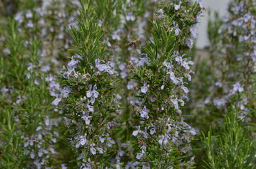 Rosmarin wird bei der RHS der Gattung Salvia zugeordnet und heit nun Salvia rosmarinus.
