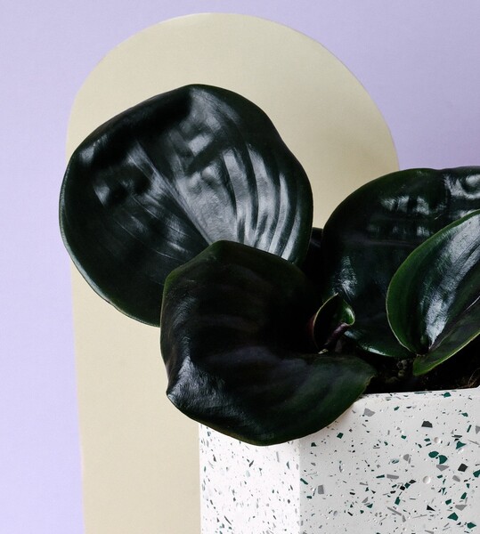Auf dem ersten Platz, mit 46 Punkten, landete: Richplant BV mit dem Produkt Geogenanthus ciliatus "Midnight Pearl". Die Jury findet diese Pflanze: "eine echte Innovation, wirklich anders! Die Farbe ist wirklich magisch."