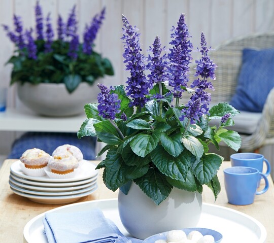 Frech, frhlich und bienenfreundlich prsentiert sich Bayerns Pflanze des Jahres, ein frh und leuchtend blhender Ziersalbei (Salvia x hybrida "Mysty") von Florensis. Drauen blhend lockt er zahlreiche Bienen und andere Insekten an. Die kompakt bleibenden Pflanzen leuchten je nach Jahreszeit mal mehr tiefblau, mal mehr dunkelviolett. Der "Freche Michel" eignet sich gut fr Kombinationen mit nicht zu krftig wachsenden Pflanzpartnern.