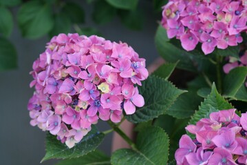 Hydrangea Macrophylla Schloss Moyland