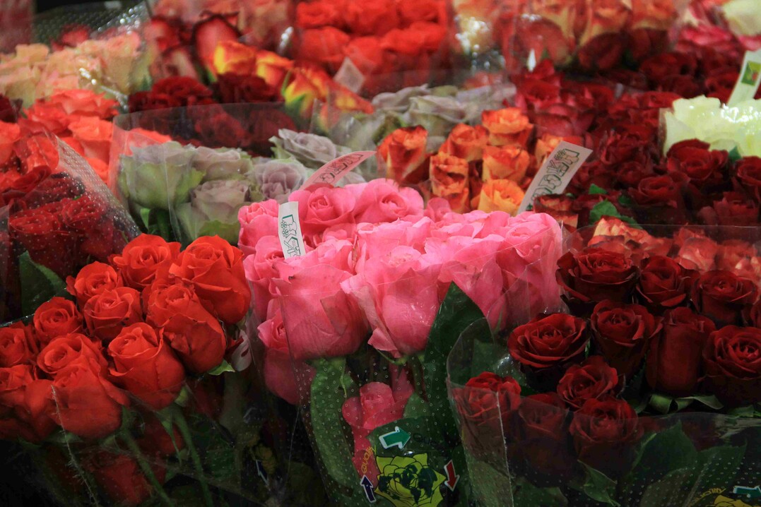 Der Facheinzelhandel, der seine Geschäfte öffnen darf oder seine Dienstleistungen aufrechterhält, kann sich mit Blumen und Pflanzen
