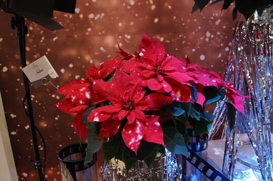 Der Zierpflanzenzchter Selecta one rollte auf der Essener IPM 2020 den roten Teppich fr seinen neuen Star unter den Sternen aus: die Poinsettie SkyStar. Nach dem groen Erfolg der letzten Saison, dem Weihnachtsstern Christmas Mouse mit erstmals runden Blttern, bringt Selecta one nun die nchste Neuheit auf den Markt. Auf den rotgefrbten Blttern spiegeln sich weie Punkte wie Lichtreflexe der Schweinwerfer. Diese besondere Poinsettie bringt mit ihrem dunkelgrnen Laub, dicken robusten dunkelroten Stielen in V-Form und einem guten Wurzelsystem hervorragende Eigenschaften mit sich. Die natrliche Schnheit wird frischen Wind und Glamour in die Weihnachtszeit bringen. Und auch das Rahmenprogramm stimmt: Passendes Werbematerial, wie bedruckte Tpfe, Bildmaterial und Vorlagen zur Untersttzung der neuen Poinsettie SkyStar am POS knnen bei Selecta one angefragt werden.