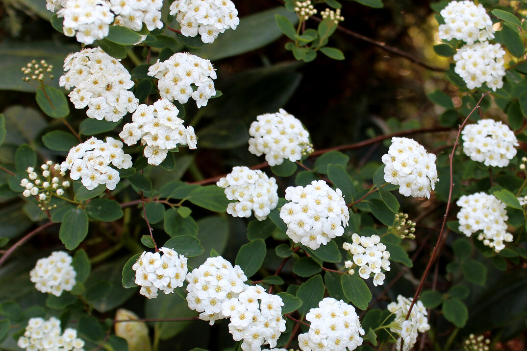 <i>Spiraea vanhouttei</i> von Harry Warnken