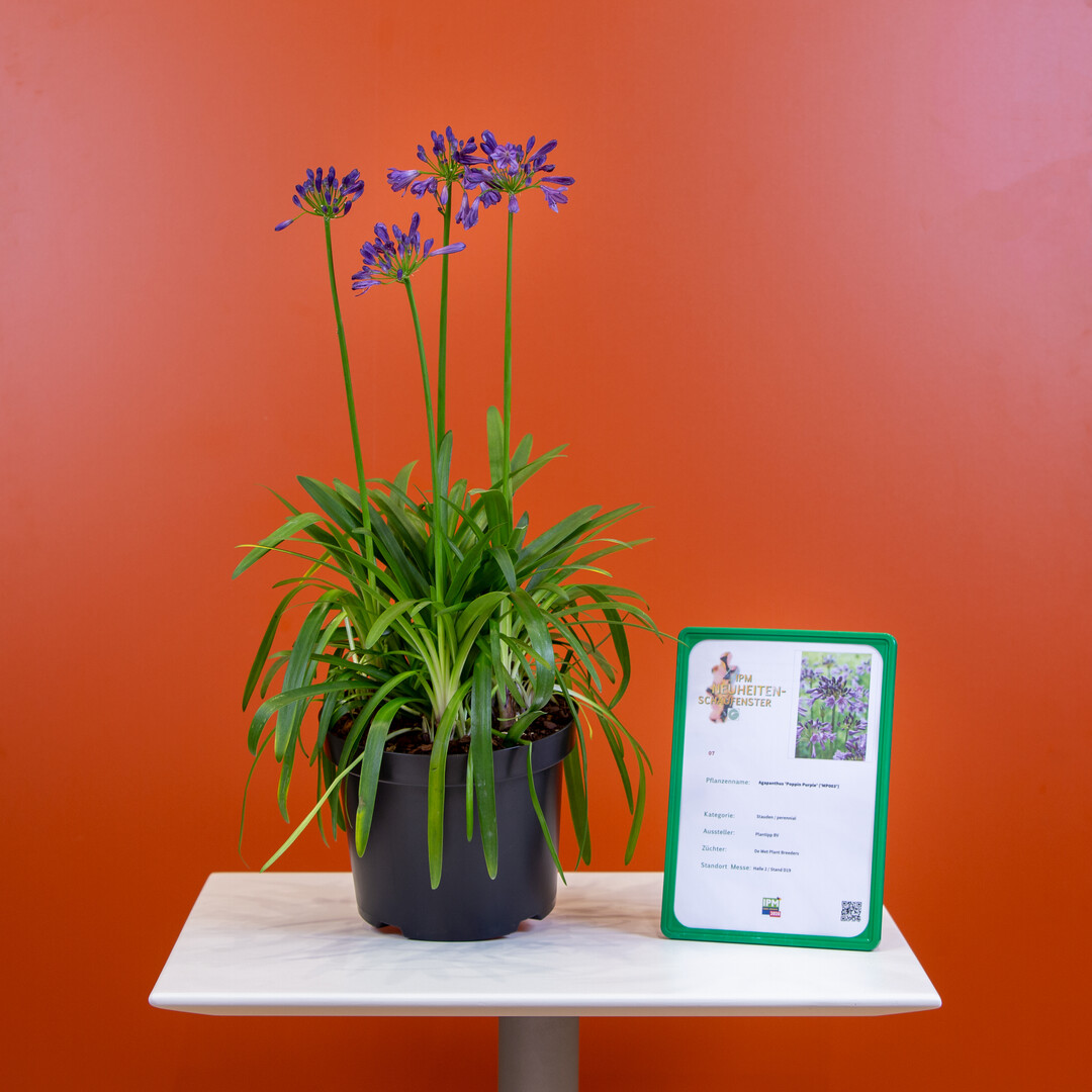  In der Kategorie "Stauden" hat die Jury in diesem
Jahr die Agapanthus Poppin Purple der Firma Plantipp BV als IPM Neuheit ausgezeichnet. Diese
Agapanthus zeichnet sich durch ihre sehr intensive
lila Blten aus, die dazu noch besonders reich blhend sind und mit einen zweiten Flor begeistern