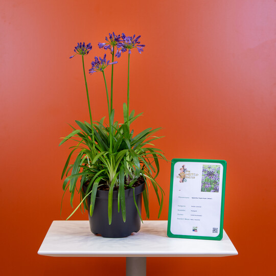  In der Kategorie "Stauden" hat die Jury in diesem
Jahr die Agapanthus Poppin Purple der Firma Plantipp BV als IPM Neuheit ausgezeichnet. Diese
Agapanthus zeichnet sich durch ihre sehr intensive
lila Blten aus, die dazu noch besonders reich blhend sind und mit einen zweiten Flor begeistern