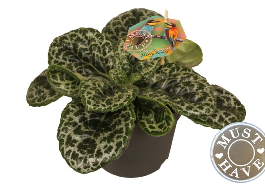 Streptocarpus "pretty turtle" "must have" von J&P Ten Have Maasland & Preesman BV aus Strijen ist die Gewinnerpflanze in der Kategorie Grne Zimmerpflanzen. 