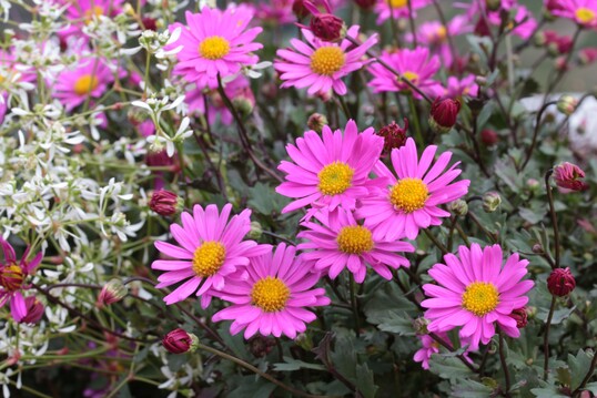 <em>Brachyscome angustifolia</em> "Fresco Candy" whlten die Sachsen aus. Die krftig pink mit gelber Mitte blhende Pflanze bildet dunkelgrnes, kleines, aber krftiges Laub. Durch ihren kugeligen, berhngenden Wuchs bildet sie dichte Polster aus. Die den ganzen Sommer ber reich blhende "Sweet Rosalie" sind tolerant gegenber Hitze und Regen und vertragen sogar leichten Frost. Sie werden von vielen Insekten besucht.