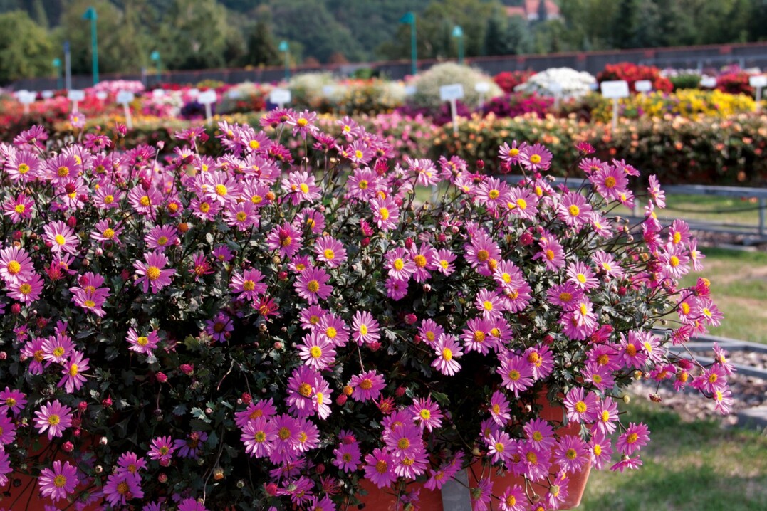 <em>Sweet Rosalie</em>