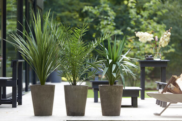 Gartenpalmen sorgen fr einen exotischen Look.