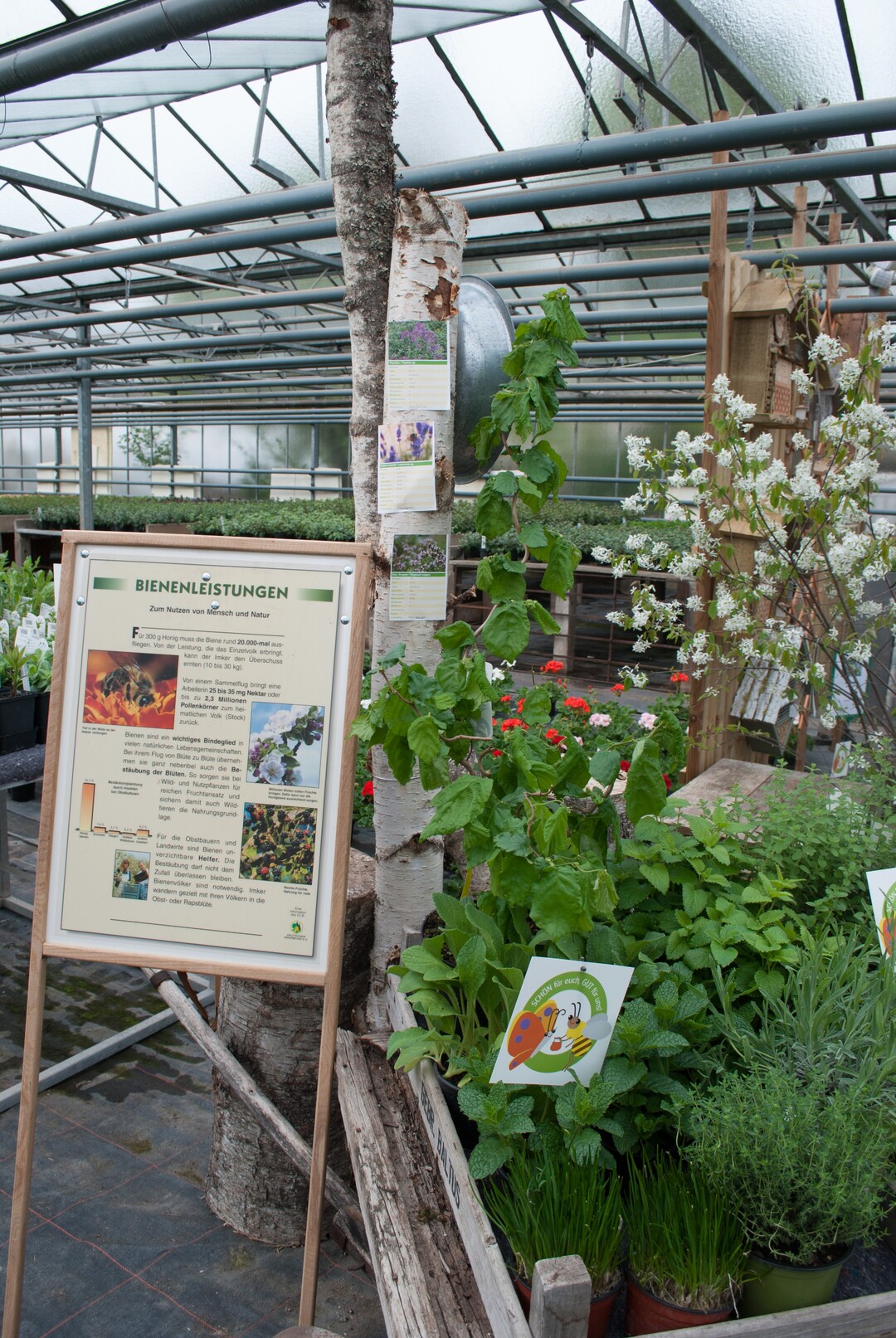 Beratung und ausfhrliche Information zum Thema Bienen bot das Pflanzenhaus Schner seinen Kunden am Tag der offenen Grtnerei.