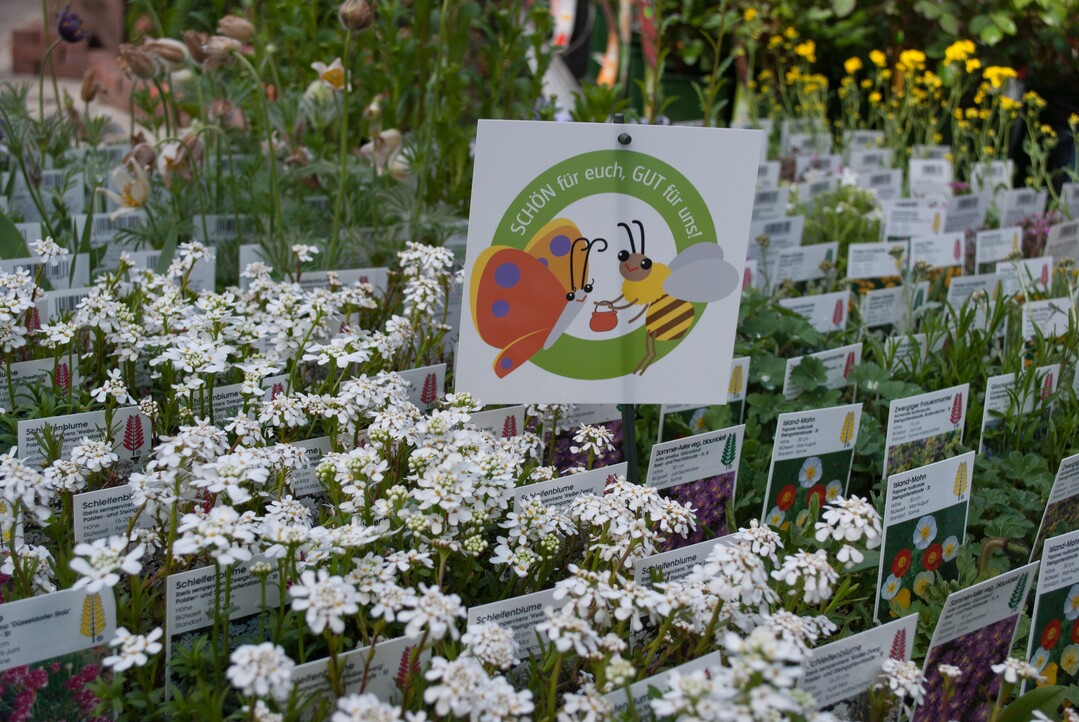 Von Beet- und Balkonpflanzen ber Stauden bis zu den Rosen  es lohnt sich auch fr den Menschen, das zu pflanzen, was Bienen und Schmetterlingen ntzt.