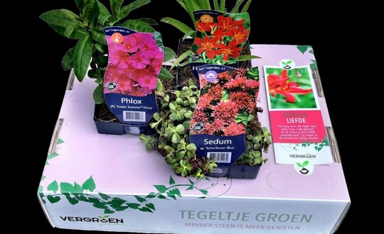 Das Pflanzenkonzept "Tegeltje Groen" von Griffioen belegte mit 45 Punkten den ersten Platz. Die Jury: "Die verschiedenen Jahreszeiten sind hier wunderbar integriert. Eine zeitgeme bersetzung von tile out plant in! Und das frische, jugendliche Aussehen der Verpackung passt in die heutige Zeit. Es ist interessant, dass dieses Konzept auch auf Kommunen und den Einzelhandel bertragen wurde."