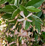 Trachelospermum asiaticum „TRSUZ01“ (Star of Milano) ist buntblättrig und hat glänzende dunkelgrün-cremeweiße Blätter. Die Pflanze blüht sehr üppig mit rosa, duftenden Blüten. Die Blütezeit ist lang: von Mai bis September. STAR OF MILANO ist eine immergrüne, pflegeleichte Kletterpflanze, die etwa 3 m hoch und 2 m breit wird. Diese Pflanze bevorzugt einen sonnigen Standort und ist trockenheitstolerant, sodass sie nicht viel Wasser benötigt. Die Pflanze wurde von Yuji Suzuki aus Saitama (Japan) gezüchtet und ist sortenschutzrechtlich geschützt. Für das Management ist Plantipp BV aus IJsselstein (Niederlande) zuständig. Marco de Wit Boomkwekerij aus Boskoop hat diese Pflanze eingereicht und bringt sie auch auf den Markt.