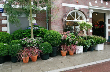 Niederlande: Aus fr Urban Green