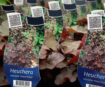 Vorreiter Griffioen: Mit dem QR-Code auf den Bildetiketten wird
die jeweilige Website zur Pflanze aufgerufen