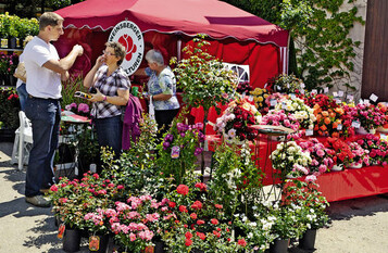 Den farbenfrohesten Stand hatten die Weinsberger Rosenkulturen
