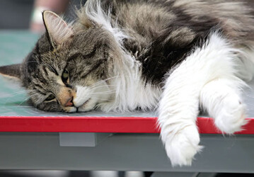Heimtiermarkt: Katzen sind die Nummer
eins in Deutschland