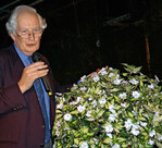 Peter Seabrook, bekannter
britischer Gartenkolumnenautor
und Fernsehmoderator, lobte
‘Sun Patiens Spreading White‘
