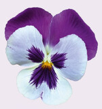 Viola ist bedeutendste Beet- und Balkonpflanze